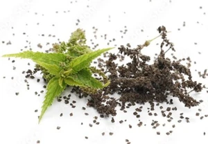 Brennnessel Samen Kapseln (urtica dioica) - 100 % ganz ohne Füllstoffe - Bild 1 von 1