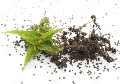 MORINGA SHOP Nettle Seed Capsules (urtica dioica) - 100% Whole No Fillers