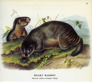 1968 John James & John Woodhouse Audubon HOARY MARMOT Book Page Art (1422) - Foto 1 di 1