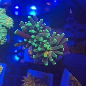 TIGER TORCH GLABRESCENS 2 HEADS *RARE* LPS TORCH HARD CORAL FIRST TIME IN UK! - Picture 1 of 1