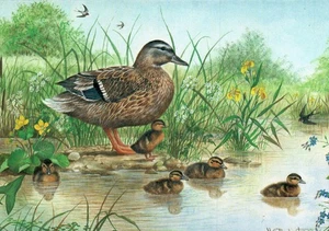 POSTAL CONTINENTAL HELEN BABINGTON MEDICI SOCIETY Mallard and Ducklings - Imagen 1 de 2