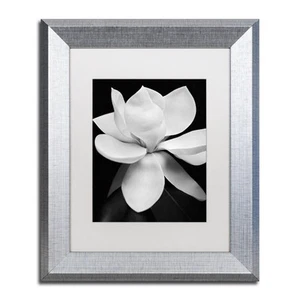 Magnolia by Michael Harrison in Silver Frame, 11 by 14", White Matte - Picture 1 of 4