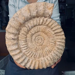 12,9 Pfund TOP natürlicher Ganzschlamm Ammonit Fossil Muschel Quart Quarz Kristall Exemplar - Bild 1 von 9