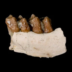 0,7" Leptomeryx Evansi Oligozän Alter Fossil Hirsch Kiefer Zähne Wyoming Display Echtheitszertifikat - Bild 1 von 8