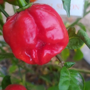 Habanero El Remo , 10 Semillas , Capsicum chinense (271) - Picture 1 of 1