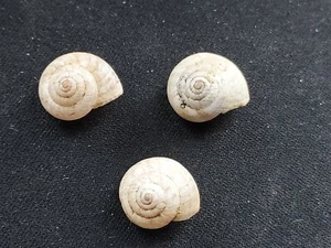#112 Lot of 3 Theba Virgata Variabilis, France, 13mm land snail shells - Picture 1 of 3