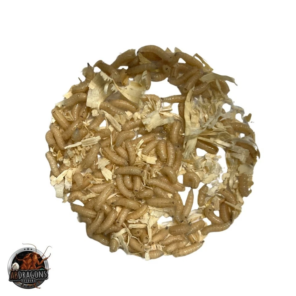 Spikes, Maggots Blue Bottle Fly Larvae Live Free Shipping, Live Guarantee - Image 1 of 2