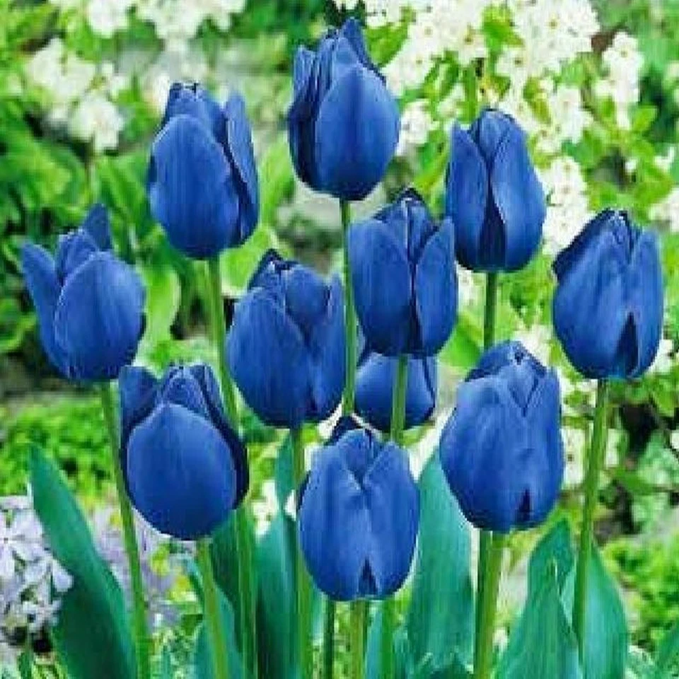 BENEX Tulipani bulbi di fiori cipolle Tulipa blu in confezione da 1 kg