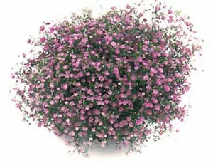 Gypsophila Gypsy Deep Rose Annual Seeds - Picture 1 of 1