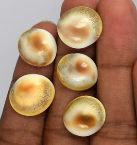 34,95 ct Mix Cabochon Shiva Augenmuschel Gomti Chakra Lot natürlich zertifiziert N1086 - Bild 1 von 4