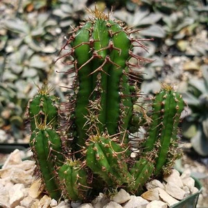 Euphorbia fruticosa cactus Cacti Succulent real live plant - Picture 1 of 13