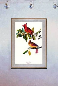 Audubon Cardinal 15x22 numerado a mano Ltd. Edición de aves estampado artístico - Imagen 1 de 1