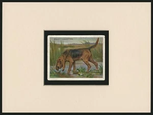 BLUTHUND ALT ANTIK 1914 SAMMLERSTÜCK HUND KUNST KARTE FERTIG MONTIERT - Bild 1 von 1