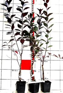Prunus cistena  -   Zwerg - Blutpflaume