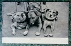 Postcard 1907 Belguim.Dog Team.&#39;Attelage de Chiens&#39;.Animals.Schilde,Antwerp.Ved.
