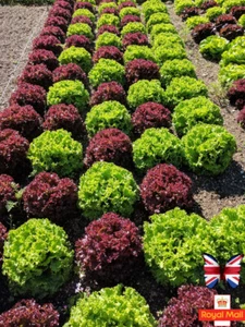 LETTUCE 100 SEEDS MIX LOLLO BLONDA and ROSSO LOOSE LEAF CORAL CURL SALAD NON GMO - Picture 1 of 9