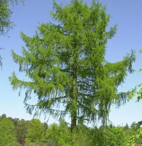 Europäische Lärche 80-100cm - Larix decidua - Bild 1 von 1