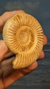 HUGE Perisphinctes Polished Ammonite Fossil Madagascar Jurassic 70 x 57mm. - Picture 1 of 5