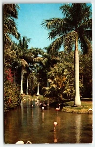 Sarasota Jungle Gardens Flamingos Postkarte Florida FL PM 1966 - Bild 1 von 2