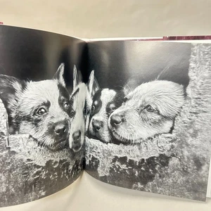Little Mongrels by David Darcy Hardcover Dogs Puppies Coffee Table - Picture 1 of 17