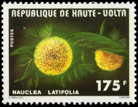 UPPER VOLTA 431 - Native Plants "Nauclea latifolia" (pb60727) Cover