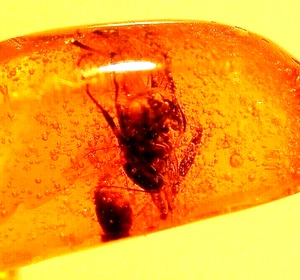 Beautiful Ensign Wasp with Large Eyes in Dominican Amber Fossil Gemstone - Picture 1 of 7