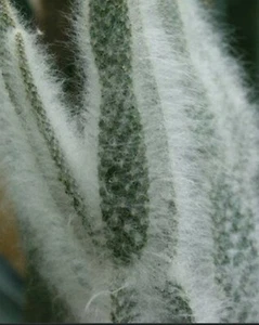 1 Opuntia Dress 15 CENTIMETERS CUTTING Cactus Succulents - Picture 1 of 8