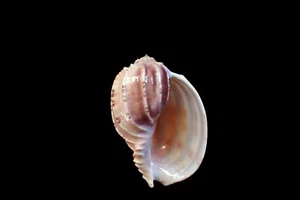 Sea Shell - Harpa articularis - 99 mm - Imagen 1 de 3