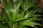 Chlorophytum comosum Lemon Spider Plant 9cm Pot Max Postage Charge £5.90 See Des