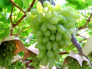 Japanese Gold Finger Grape Plant - Bare Root - Picture 1 of 6