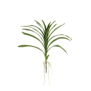 Rogue - Vanda Orchid Foliage Green 43x4x51cm - Picture 1 of 1