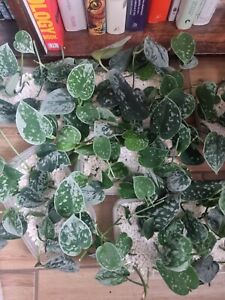Scindapsus pictus, Silvery Ann, Pothos  Rooted Cutting (9 Plants) 