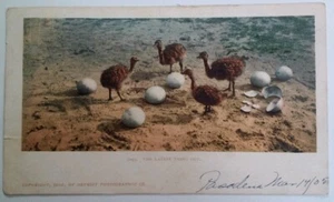 California Postcard 1900 Original RARE Antique Ostrich Hatch Latest Thing Out  - Picture 1 of 4