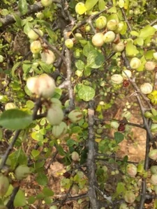 Indischer Gileadbalsam - Mudgiluvai - Ceylonmyrrhe - 10+ Samen - Samen - E 326 - Bild 1 von 1
