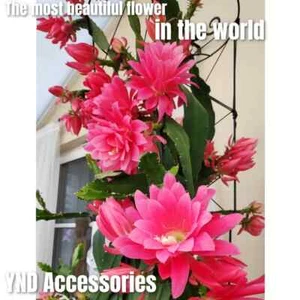 RARE Epiphyllum German Empress Succculent 10CM long Fresh cutting LARGE flower - Picture 1 of 1
