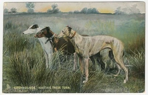 GREYHOUND DOGS GROUP OLD TUCKS ISSUE DOG POSTCARD - Picture 1 of 2
