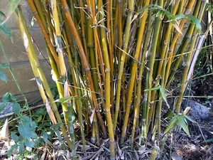 Clumping bamboo*Bambusa Ventricosa*Non Invasive*Privacy Screen*Fast Growing! - Picture 1 of 10