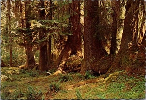 Postal RAIN FOREST COLONNADE Washington 4x6 - Imagen 1 de 2