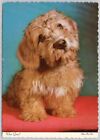 Cute Puppy, Dog Postcard, Terrier