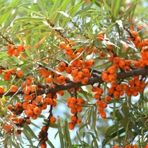 Sanddorn Orange Friesdorfer, selbstbestäubend 2L - Sie trägt reiche Früchte - Bild 1 von 2