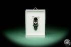 Neolycoreus alluaudi Madagaskar Schnellkäfer rezent Käfer beetle Insekt Präparat