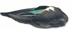 Teal Duck Wings Pairs - Picture 1 of 1