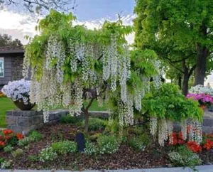 White Wisteria Seeds, With Simple Detailed Growing Instructions - Bild 1 von 7