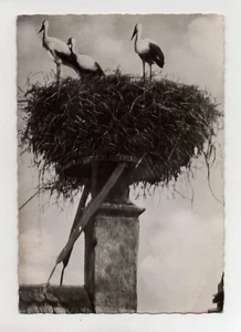 Nest Storks (J1267) - Picture 1 of 1