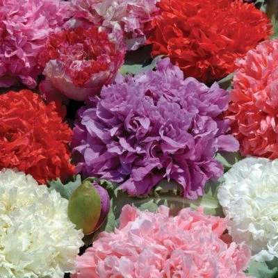 Poppy Peony Double Mixed, Red Pink White Purple Flowers, Variety Size Packets - Image 1 of 2