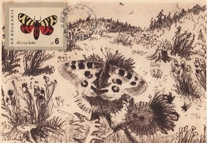 Arctia Hebe Tiger Moth Butterfly Bulgaria Maxi Card FDC 1962 - Picture 1 of 1