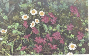 Primula Integrifolia Ranunculus Alpestris Postkarte - Bild 1 von 2