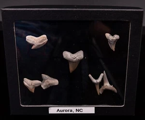 Gift Set of Fossil  Shark Teeth  Aurora, NC  1512 - Picture 1 of 2