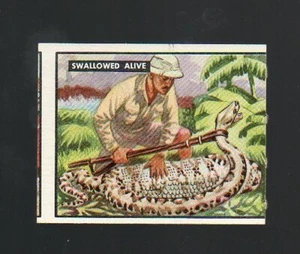 Bring 'Em Back Alive Card - # 96 (OC) - (1950 TOPPS) - Gray Back - Picture 1 of 2