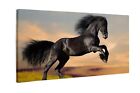 Leinwandbild Kunst-Druck Schwarzes Pferd 120x50 cm